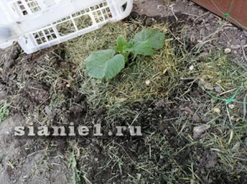 Секреты 100% приживаемости плодовых деревьев: как добиться успеха при посадке 13 Секреты 100% приживаемости плодовых деревьев: как добиться успеха при посадке 13