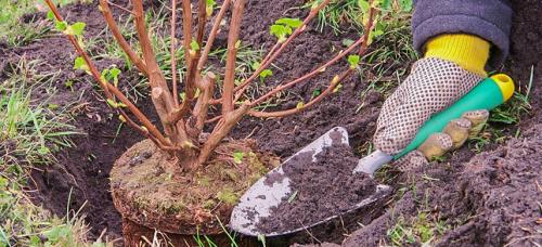 Почему осень считается лучшим временем для посадки плодовых деревьев. Почему я сажаю осенью: рассказываю о преимуществах осенней посадки растений
