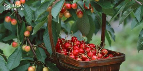 Полное руководство: как посадить саженцы плодовых деревьев и кустарников 05 Полное руководство: как посадить саженцы плодовых деревьев и кустарников 05