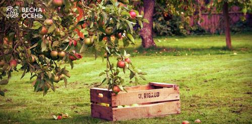 Как выбрать и посадить саженцы: полное руководство 02 Как выбрать и посадить саженцы: полное руководство 02