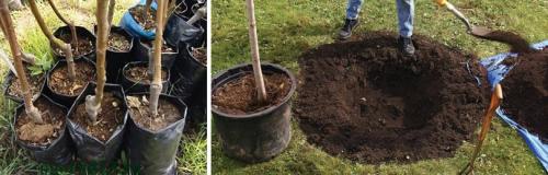 Как правильно посадить яблоню. ВЫРАСТИТЬ ЯБЛОНЮ МОЖНО ТОЛЬКО ЗНАЯ ЕЕ ОСОБЕННОСТИ