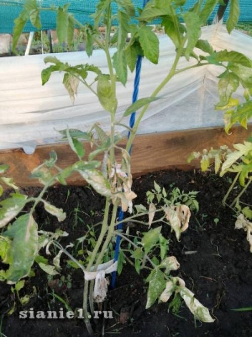 Секреты 100% приживаемости плодовых деревьев: как добиться успеха при посадке 04 Секреты 100% приживаемости плодовых деревьев: как добиться успеха при посадке 04