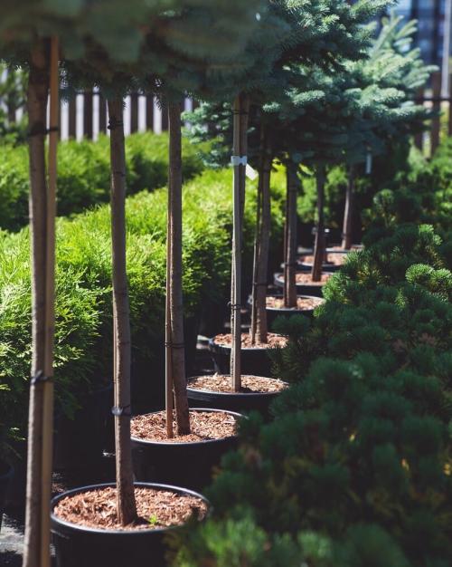 Как определить качественные саженцы с закрытой корневой системой перед посадкой. Как выбрать саженцы с закрытой корневой системой