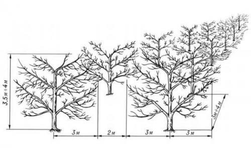 Полное руководство: как правильно посадить яблоню для богатого урожая 04 Полное руководство: как правильно посадить яблоню для богатого урожая 04