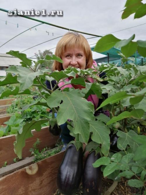 Секреты 100% приживаемости плодовых деревьев: как добиться успеха при посадке 16 Секреты 100% приживаемости плодовых деревьев: как добиться успеха при посадке 16