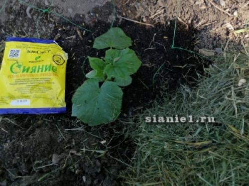 Секреты 100% приживаемости плодовых деревьев: как добиться успеха при посадке 08 Секреты 100% приживаемости плодовых деревьев: как добиться успеха при посадке 08