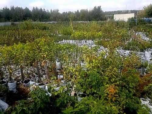 Как правильно выбрать здоровый саженец для посадки. Общие рекомендации по выбору саженца и посадке плодовых деревьев