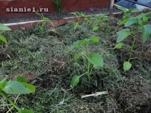 Секреты 100% приживаемости плодовых деревьев: как добиться успеха при посадке 09 Секреты 100% приживаемости плодовых деревьев: как добиться успеха при посадке 09