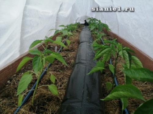 Секреты 100% приживаемости плодовых деревьев: как добиться успеха при посадке 10 Секреты 100% приживаемости плодовых деревьев: как добиться успеха при посадке 10