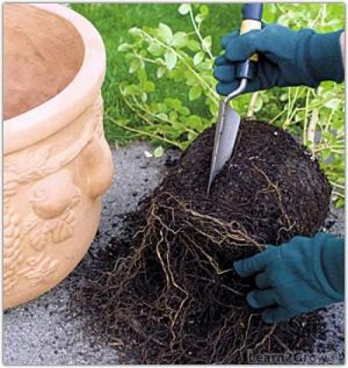 Летняя посадка саженцев с закрытой корневой системой: главные секреты успеха 02 Летняя посадка саженцев с закрытой корневой системой: главные секреты успеха 02