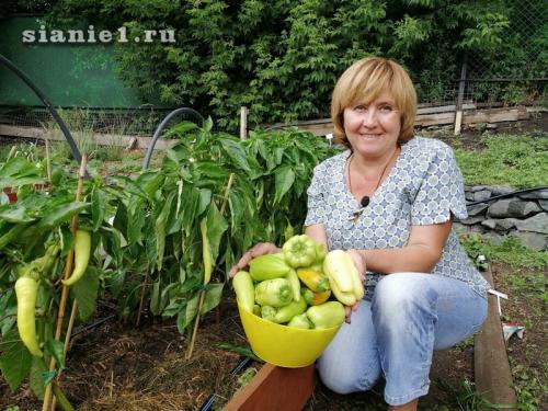 Секреты 100% приживаемости плодовых деревьев: как добиться успеха при посадке 17 Секреты 100% приживаемости плодовых деревьев: как добиться успеха при посадке 17