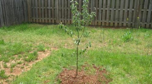 Как выбрать качественный саженец яблони для посадки. Выбираем саженец яблони