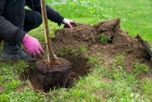 Какие ошибки чаще всего допускают начинающие при посадке плодовых деревьев осенью.  Неправильная посадка