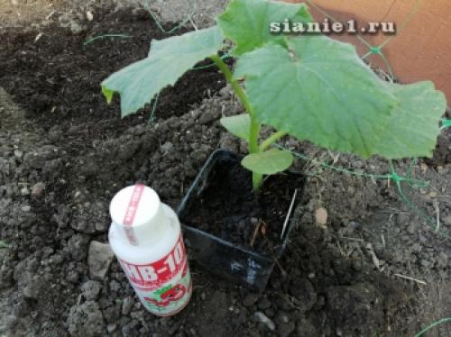 Секреты 100% приживаемости плодовых деревьев: как добиться успеха при посадке 07 Секреты 100% приживаемости плодовых деревьев: как добиться успеха при посадке 07