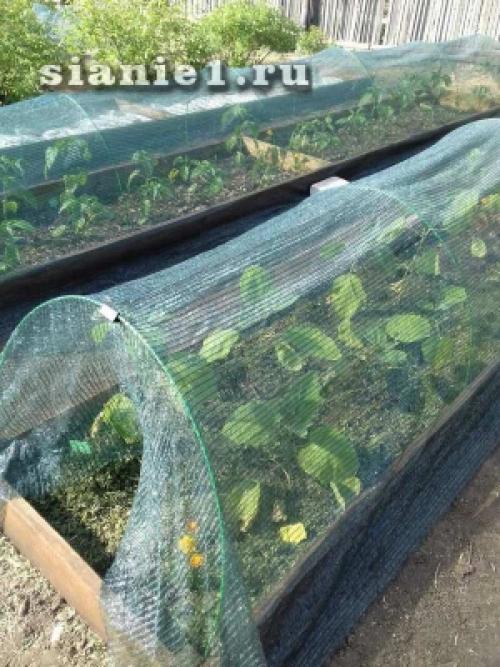 Секреты 100% приживаемости плодовых деревьев: как добиться успеха при посадке 11 Секреты 100% приживаемости плодовых деревьев: как добиться успеха при посадке 11