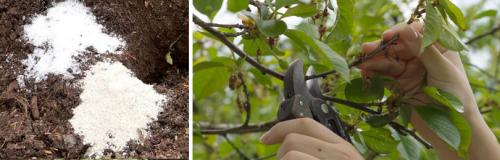 Какая почва лучше всего подходит для посадки косточковых. ПОДГОТОВКА И ПОСАДКА ВИШНИ