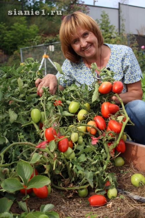 Секреты 100% приживаемости плодовых деревьев: как добиться успеха при посадке 15 Секреты 100% приживаемости плодовых деревьев: как добиться успеха при посадке 15