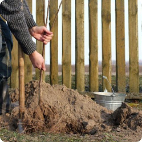 Какая почва лучше всего подходит для посадки косточковых. ПОДГОТОВКА И ПОСАДКА ВИШНИ