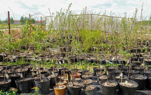 Оптимальное время для посадки саженцев плодовых деревьев 01