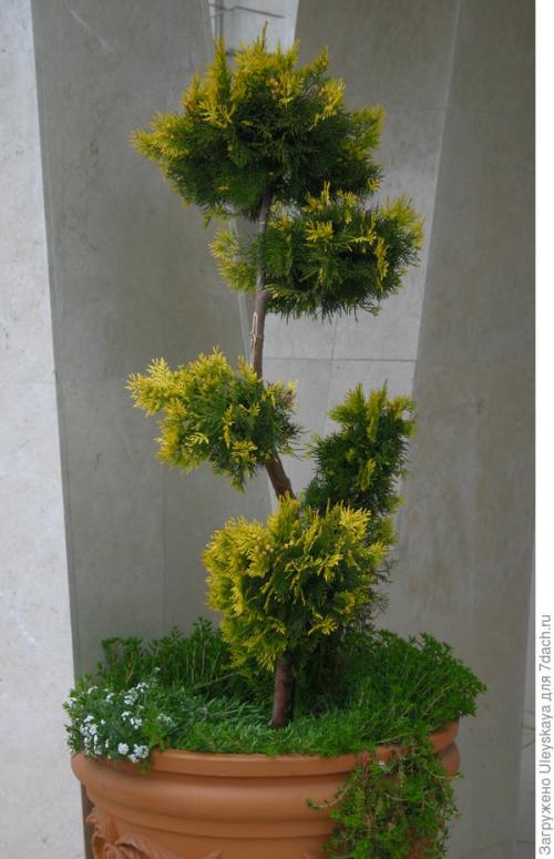 Какие преимущества у саженцев в контейнерах перед другими видами саженцев. Преимущества контейнерной культуры