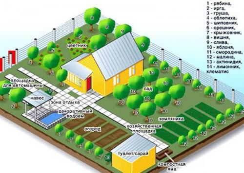 Важные особенности посадки косточковых: полезные советы для начинающих 04
