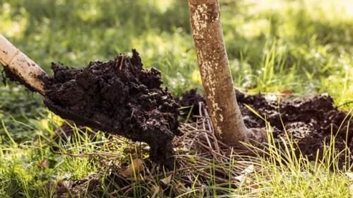 Стоит ли мульчировать вокруг недавно посаженного плодового дерева. Обработка приствольных кругов