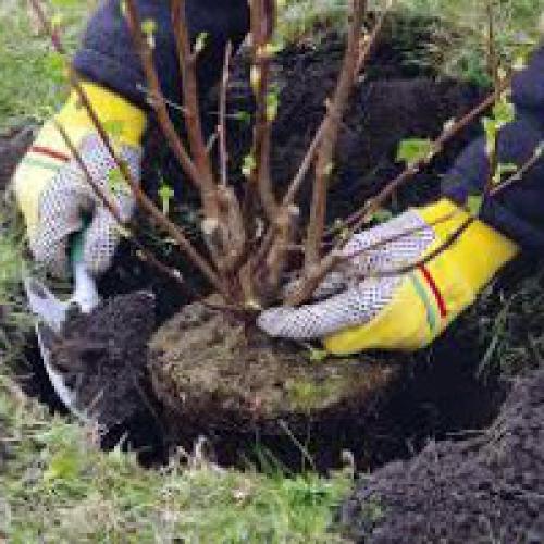 Какая глубина посадки подходит для разных видов саженцев. Посадка плодовых деревьев и кустарников