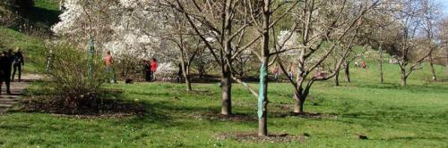 Полное руководство по посадке плодовых деревьев весной: советы для начинающих 01 Полное руководство по посадке плодовых деревьев весной: советы для начинающих 01