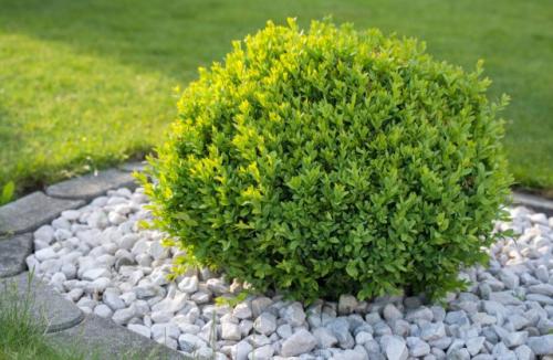 В какие сроки лучше всего сажать саженцы весной. Какие деревья предпочтительней сажать весной?