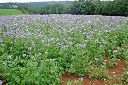Полное руководство по посадке саженцев плодовых деревьев: советы и рекомендации 02
