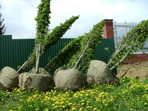 Какие инструменты и материалы необходимы для посадки саженцев. Время для посадки