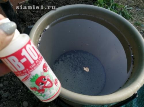 Секреты 100% приживаемости плодовых деревьев: как добиться успеха при посадке 06 Секреты 100% приживаемости плодовых деревьев: как добиться успеха при посадке 06