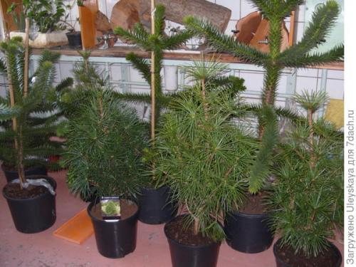 Какие преимущества у саженцев в контейнерах перед другими видами саженцев. Преимущества контейнерной культуры