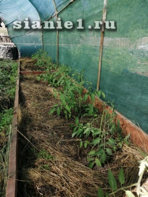 Секреты 100% приживаемости плодовых деревьев: как добиться успеха при посадке 12 Секреты 100% приживаемости плодовых деревьев: как добиться успеха при посадке 12