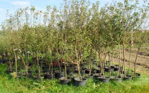 Оптимальное время для посадки саженцев плодовых деревьев 02