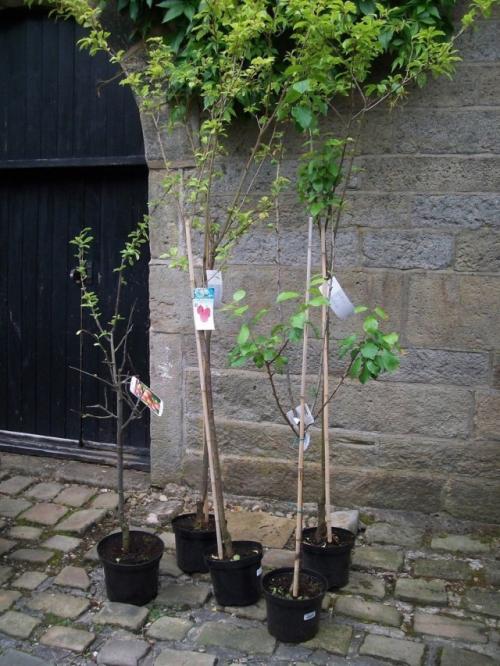Влияет ли погода на успех посадки саженцев. Плюсы посадки саженцев осенью