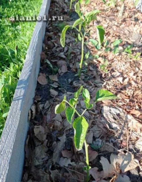 Секреты 100% приживаемости плодовых деревьев: как добиться успеха при посадке 03 Секреты 100% приживаемости плодовых деревьев: как добиться успеха при посадке 03