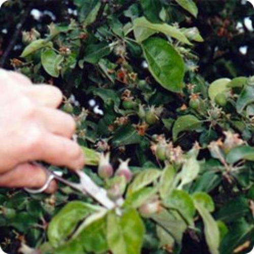 Как правильно посадить яблоню. ВЫРАСТИТЬ ЯБЛОНЮ МОЖНО ТОЛЬКО ЗНАЯ ЕЕ ОСОБЕННОСТИ