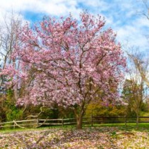 В какие сроки лучше всего сажать саженцы весной. Какие деревья предпочтительней сажать весной?
