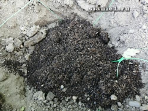 Секреты 100% приживаемости плодовых деревьев: как добиться успеха при посадке 05 Секреты 100% приживаемости плодовых деревьев: как добиться успеха при посадке 05