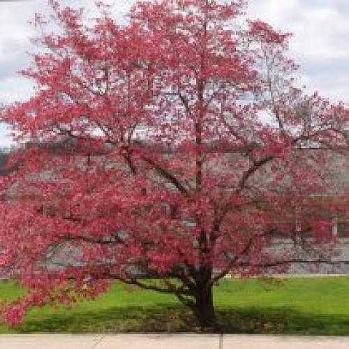 В какие сроки лучше всего сажать саженцы весной. Какие деревья предпочтительней сажать весной?