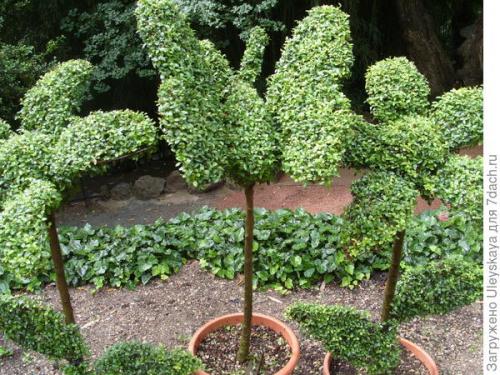 Какие преимущества у саженцев в контейнерах перед другими видами саженцев. Преимущества контейнерной культуры