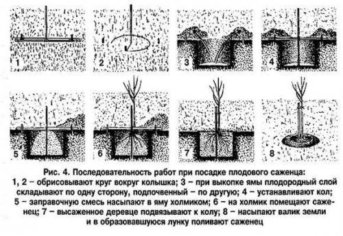 Полное руководство: как правильно посадить яблоню для богатого урожая 05 Полное руководство: как правильно посадить яблоню для богатого урожая 05