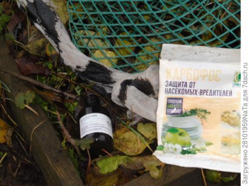 Как защитить молодые деревья и кустарники от морозов после осенней посадки. Укрываем и защищаем молодые деревья