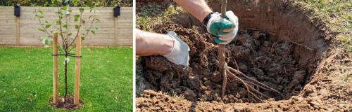 Когда и как сажать яблоню. ОСЕННЯЯ ПОСАДКА ЯБЛОНИ