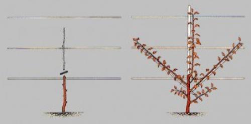 Полное руководство: как и когда правильно сажать саженцы плодовых деревьев 05