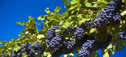 Можно ли сажать несколько плодовых деревьев рядом друг с другом. Совместимость садовых деревьев друг с другом и другими культурами