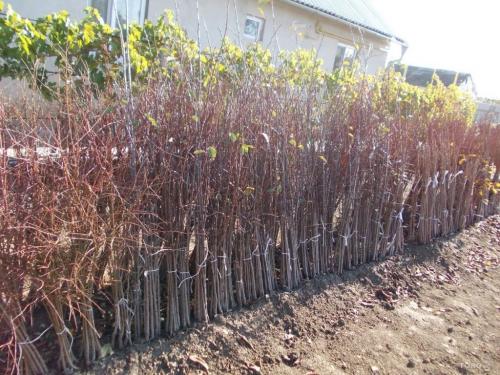 Как правильно выбрать саженец плодового дерева для посадки. Подвой имеет значение