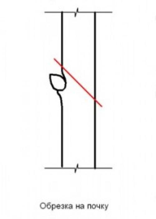 Полное руководство: как и когда правильно сажать саженцы плодовых деревьев 04