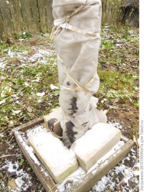 Как защитить молодые деревья и кустарники от морозов после осенней посадки. Укрываем и защищаем молодые деревья